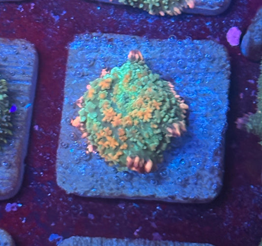 O4-F02-M08 Rainbow Wild Frankenstein Mushroom WYSIWYG