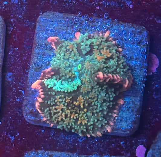 O4-F03-M08 Rainbow Wild Frankenstein Mushroom WYSIWYG