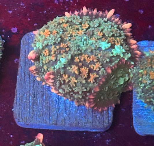 O4-F07-M08 Rainbow Wild Frankenstein Mushroom WYSIWYG