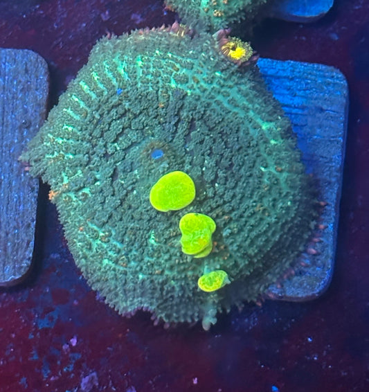 O4-G01-M08 Wild OG Bounce Mushroom WYSIWYG