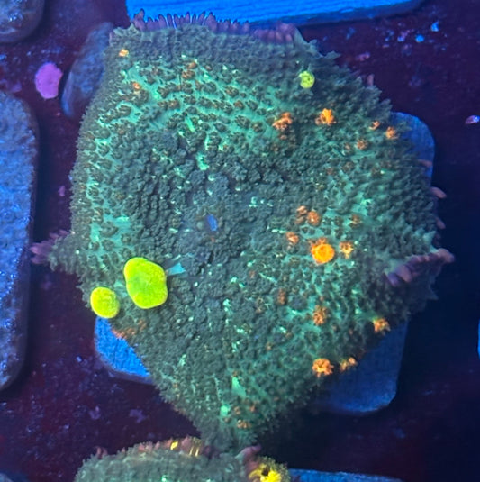 O4-G02-M08 Wild OG Bounce Mushroom WYSIWYG