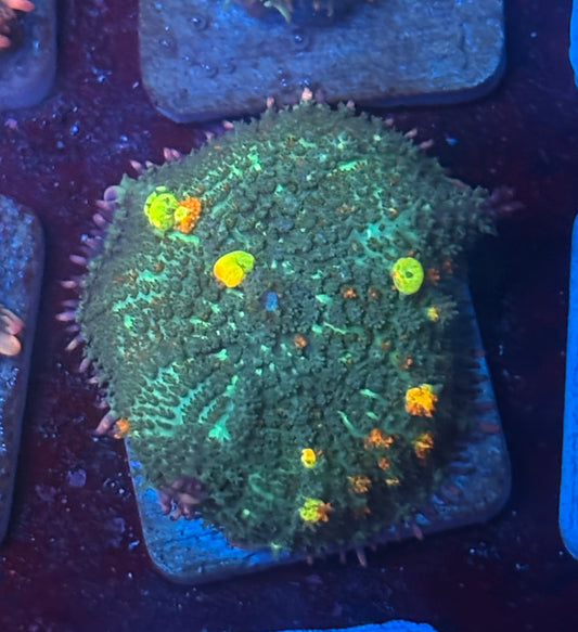 O4-G04-M08 Wild OG Bounce Mushroom WYSIWYG