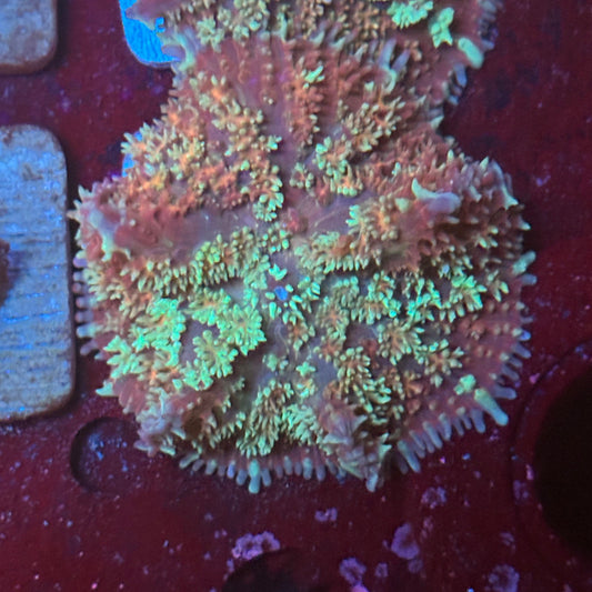 O4-I01-M08 Carpet Mushroom WYSIWYG