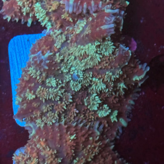 O4-I02-M08 Carpet Mushroom WYSIWYG