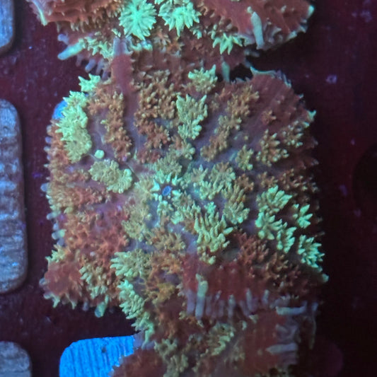 O4-I03-M08 Carpet Mushroom WYSIWYG