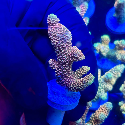 J5-A03-M09 || KFC Royal Pastel Milli SPS Frag WYSIWYG