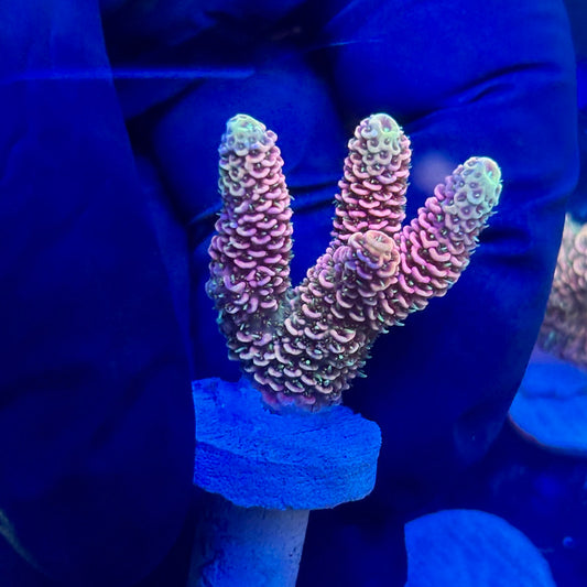 J5-A05-M09 || KFC Royal Pastel Milli SPS Frag WYSIWYG