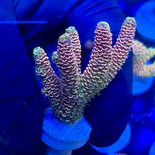 J5-A07-M09 || KFC Royal Pastel Milli SPS Frag WYSIWYG