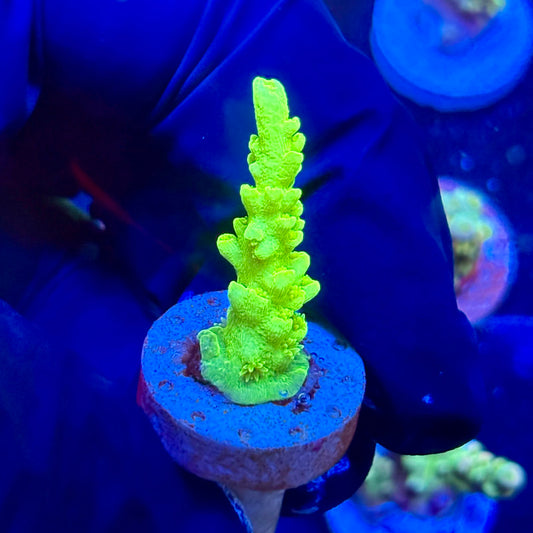 P1-A04-M09 || KFC Jade Dragon SPS Frag WYSIWYG