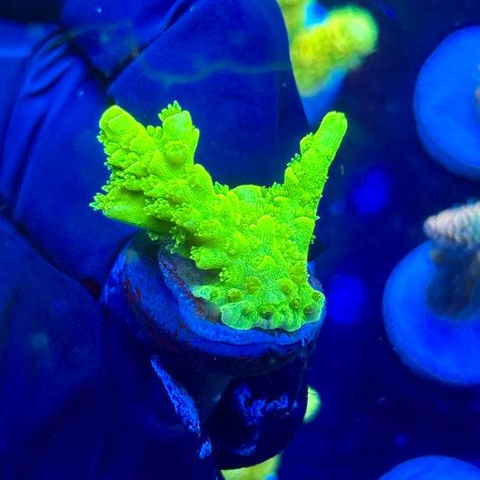 P1-B05-M09 || KFC Jade Dragon SPS Frag WYSIWYG