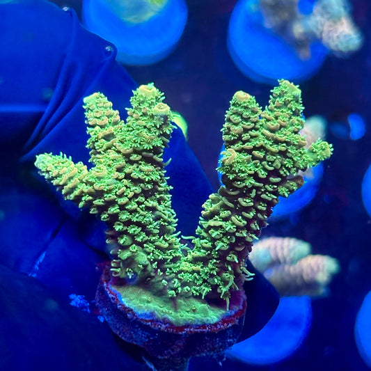 P1-C01-M09 || KFC Neon Sunrise SPS Frag WYSIWYG