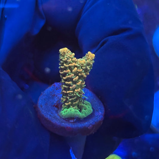 P1-C02-M09 || KFC Neon Sunrise SPS Frag WYSIWYG