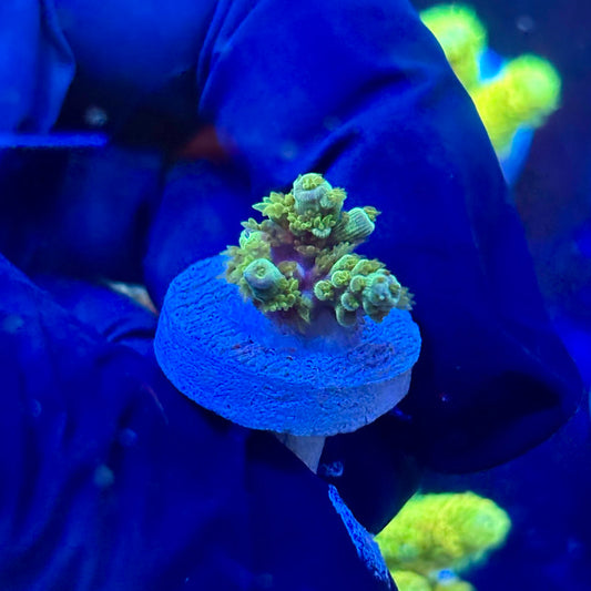 P1-C05-M09 || KFC Blue Azure SPS Frag WYSIWYG