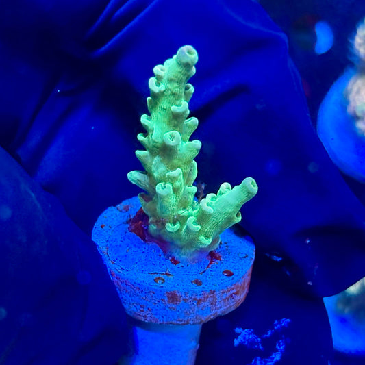 P1-C06-M09 || KFC Jade Dragon SPS Frag WYSIWYG