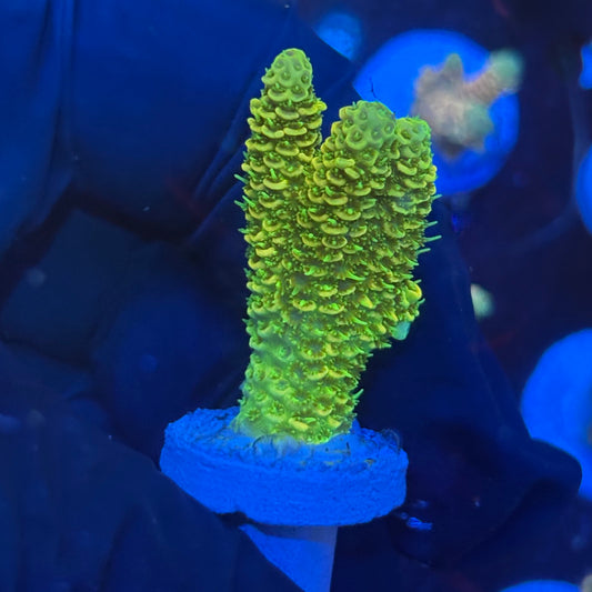 P1-D01-M09 || KFC Neon Sunrise SPS Frag WYSIWYG