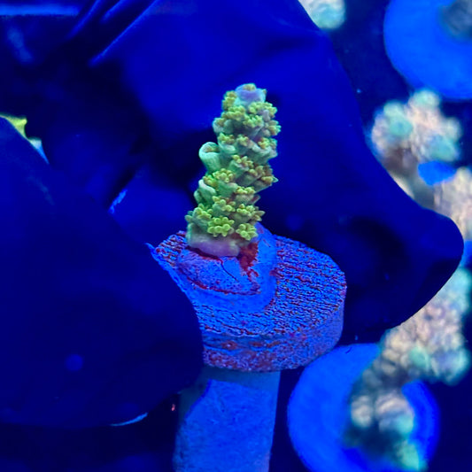 P1-D03-M09 || KFC Blue Azure SPS Frag WYSIWYG