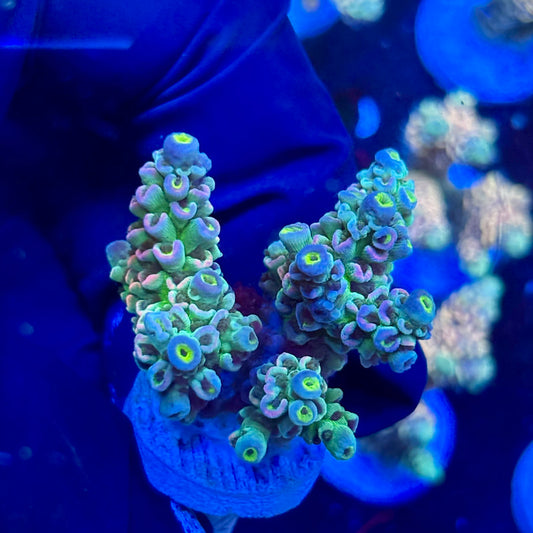 P1-D04-M09 || KFC Galaxy Dust SPS Frag WYSIWYG