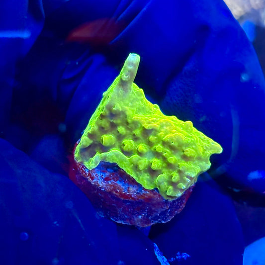 P1-D06-M09 || KFC Neon Sunrise SPS Frag WYSIWYG