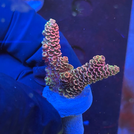 P1-H02-M09 || KFC Royal Pastel SPS Frag WYSIWYG