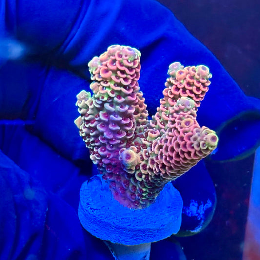 P1-H03-M09 || KFC Royal Pastel SPS Frag WYSIWYG