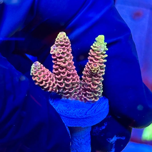 P1-H04-M09 || KFC Royal Pastel SPS Frag WYSIWYG