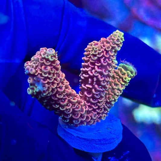 P1-H05-M09 || KFC Royal Pastel SPS Frag WYSIWYG