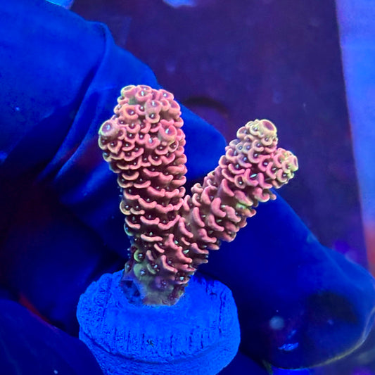 P1-H06-M09 || KFC Royal Pastel SPS Frag WYSIWYG