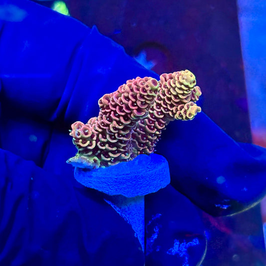 P1-H07-M09 || KFC Royal Pastel SPS Frag WYSIWYG