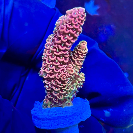 P1-I01-M09 || KFC Royal Pastel SPS Frag WYSIWYG