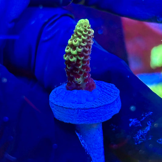 P1-I04-M09 || KFC Royal Pastel SPS Frag WYSIWYG