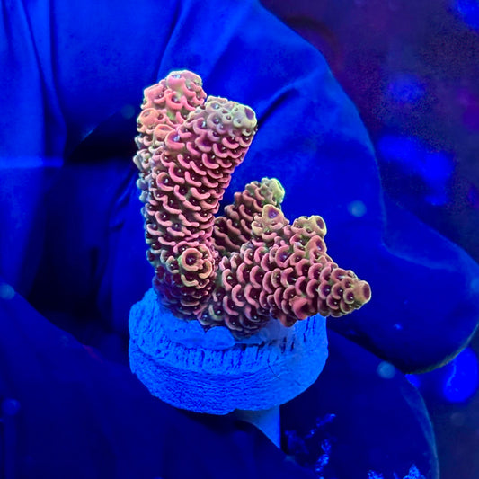 P1-I05-M09 || KFC Royal Pastel SPS Frag WYSIWYG
