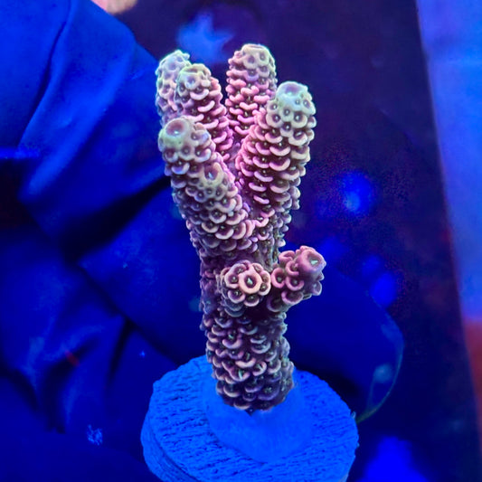 P1-I06-M09 || KFC Royal Pastel SPS Frag WYSIWYG