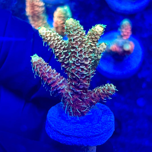 U4-A01-M10 || KFC Solomon Island Millepora SPS Frag WYSIWYG