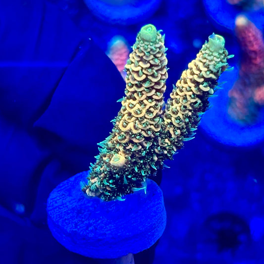 U4-A03-M10 || KFC Solomon Island Millepora SPS Frag WYSIWYG