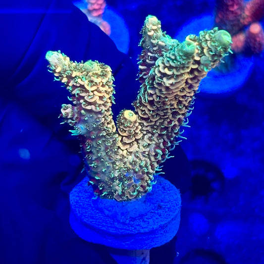 U4-A04-M10 || KFC Solomon Island Millepora SPS Frag WYSIWYG