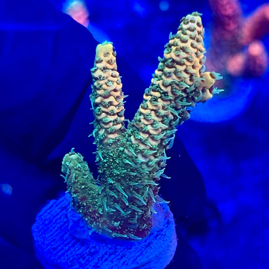 U4-A05-M10 || KFC Solomon Island Millepora SPS Frag WYSIWYG
