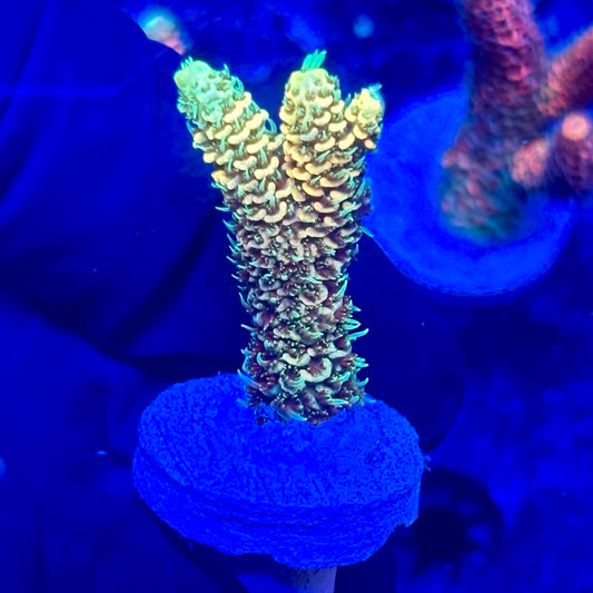 U4-A06-M10 || KFC Solomon Island Millepora SPS Frag WYSIWYG