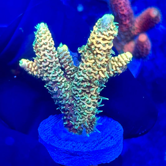 U4-A07-M10 || KFC Solomon Island Millepora SPS Frag WYSIWYG
