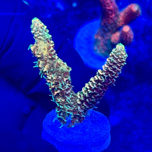 U4-B01-M10 || KFC Solomon Island Millepora SPS Frag WYSIWYG