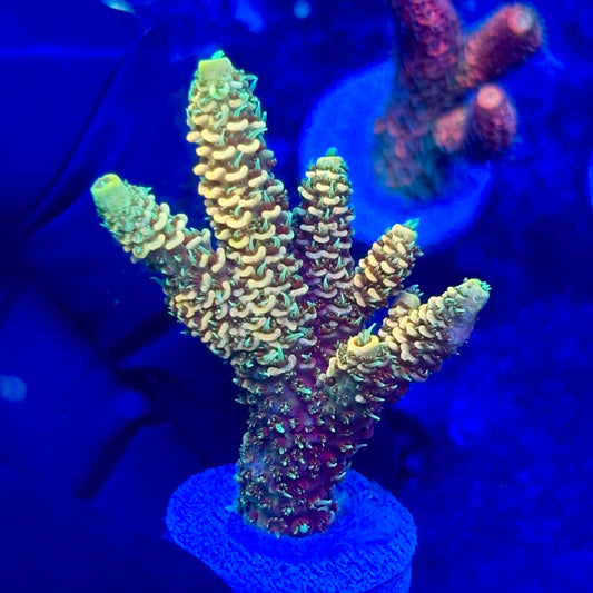 U4-B02-M10 || KFC Solomon Island Millepora SPS Frag WYSIWYG