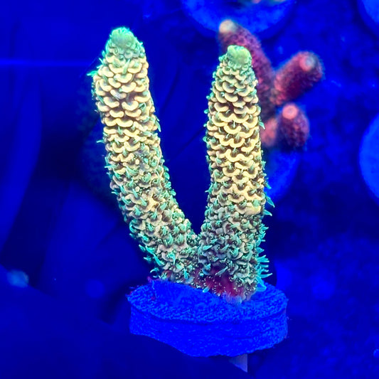 U4-B04-M10 || KFC Solomon Island Millepora SPS Frag WYSIWYG
