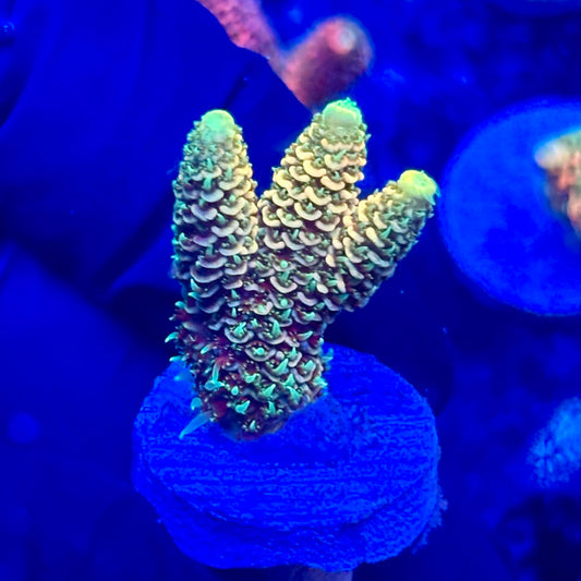 U4-B05-M10 || KFC Solomon Island Millepora SPS Frag WYSIWYG