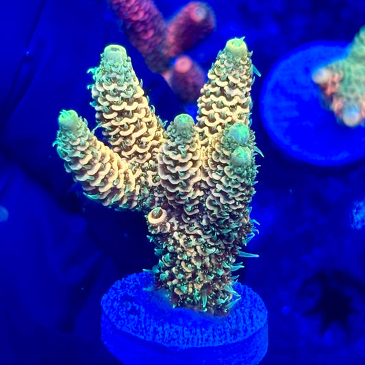 U4-B06-M10 || KFC Solomon Island Millepora SPS Frag WYSIWYG