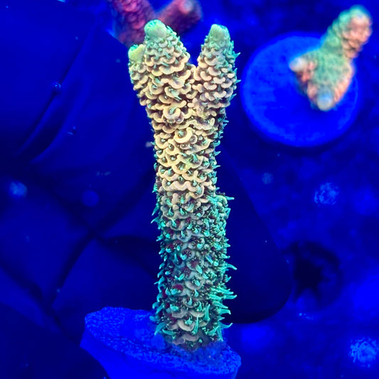 U4-B07-M10 || KFC Solomon Island Millepora SPS Frag WYSIWYG