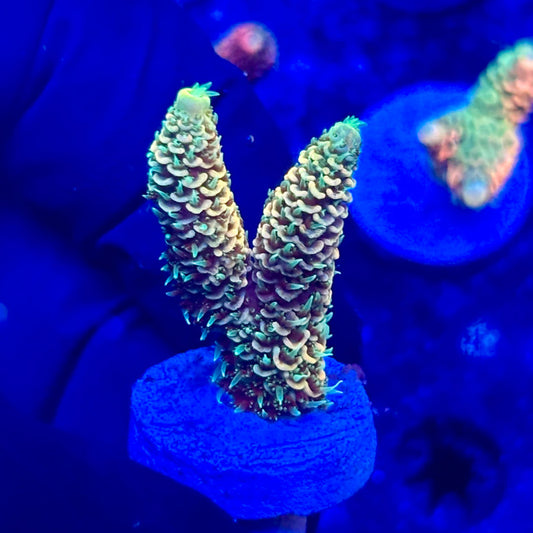 U4-C02-M10 || KFC Solomon Island Millepora SPS Frag WYSIWYG