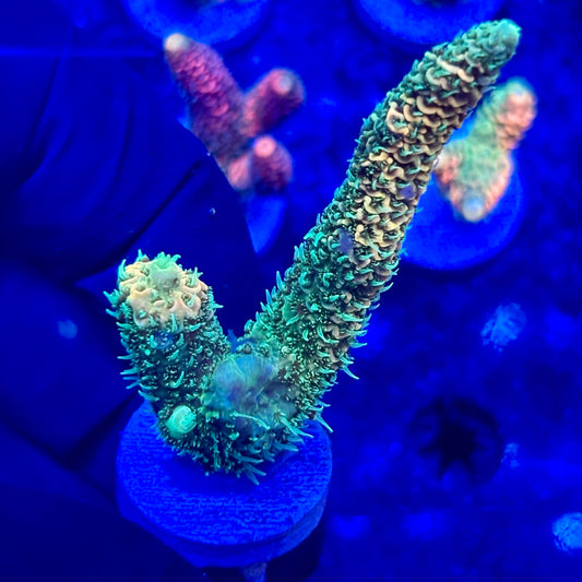 U4-C03-M10 || KFC Solomon Island Millepora SPS Frag WYSIWYG