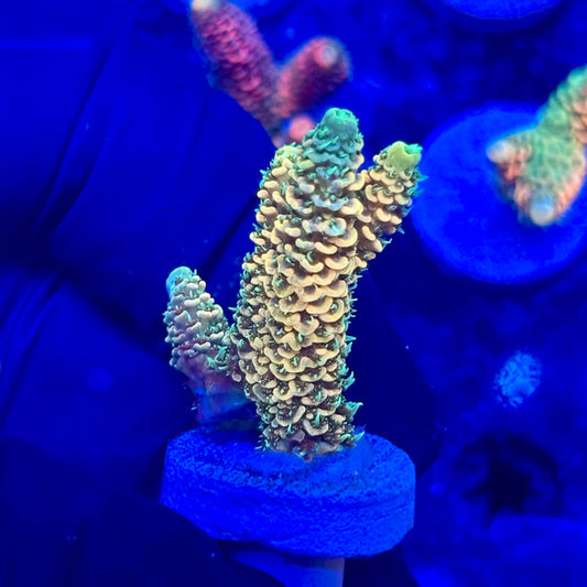 U4-C04-M10 || KFC Solomon Island Millepora SPS Frag WYSIWYG
