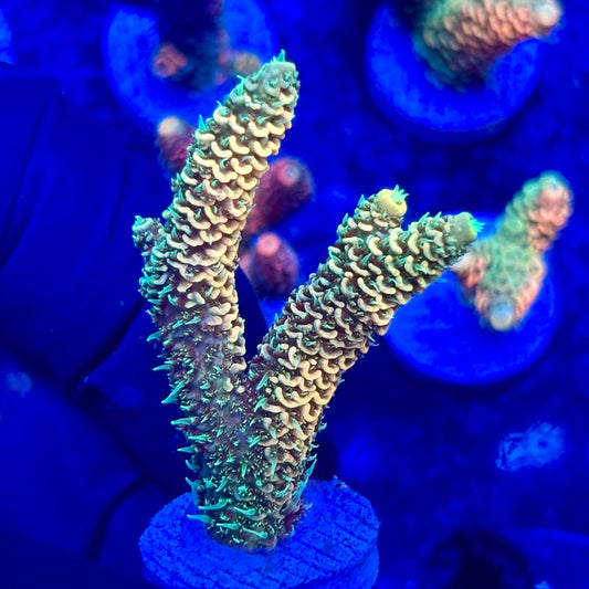 U4-C05-M10 || KFC Solomon Island Millepora SPS Frag WYSIWYG
