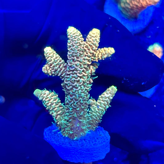 U4-C06-M10 || KFC Solomon Island Millepora SPS Frag WYSIWYG