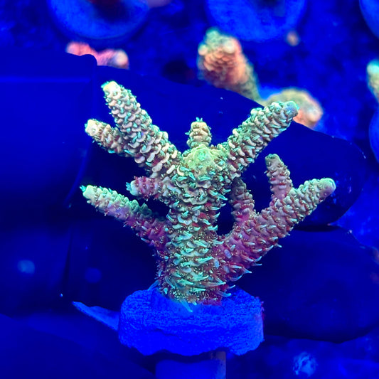 U4-C07-M10 || KFC Solomon Island Millepora SPS Frag WYSIWYG